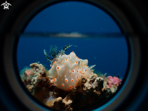 A nudibranch