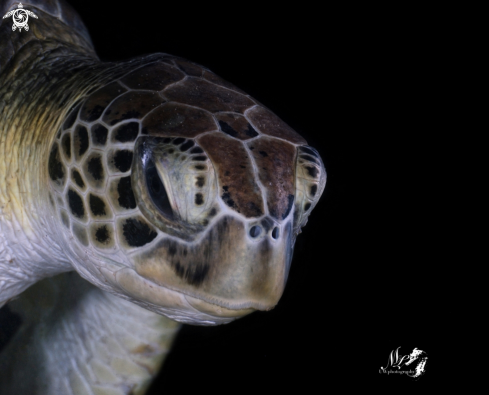 A Chelonia mydas | green sea turtle 
