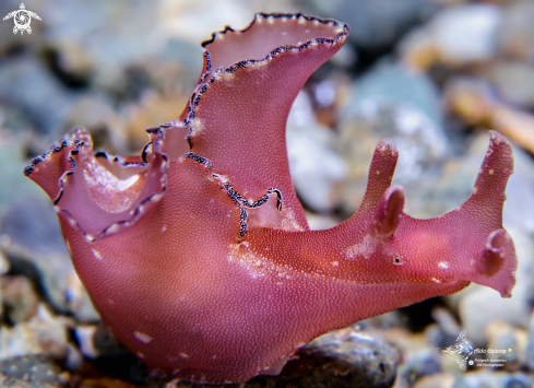 A Sea Hare