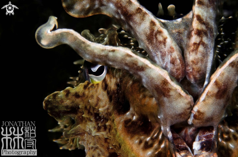 A Cuttlefish