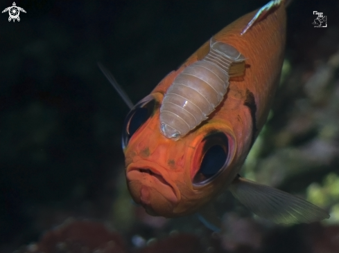 A Blackbar Soldierfish with Cymothoid Isopod.