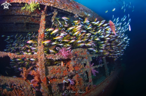 A Al manaseer wreck