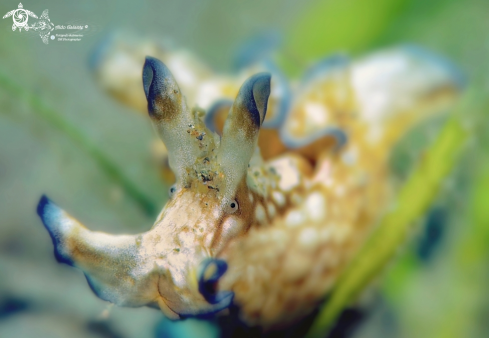 A Sea Hare