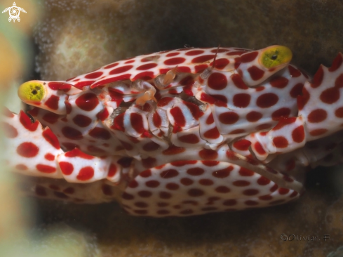 A Trapezia tigrina | Red spotted crab