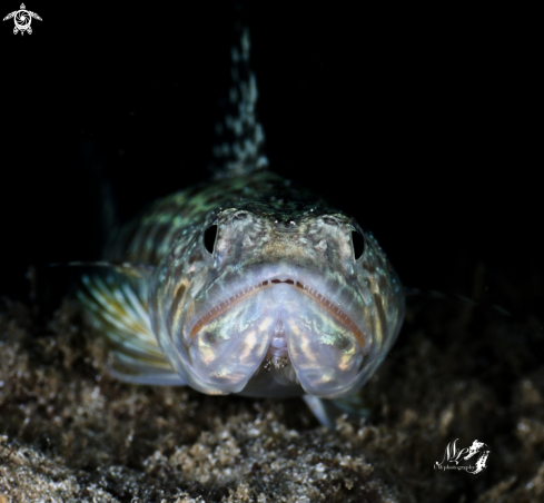 A Lizardfish