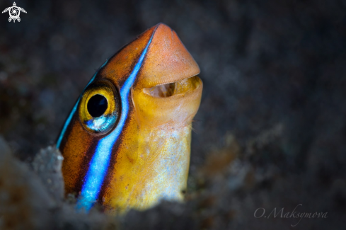 A Bluestriped fangblenny (Plagiotremus rhinorhynchos) 