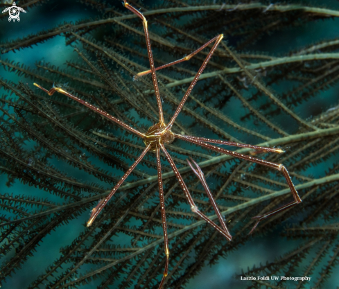 A Spider crab 