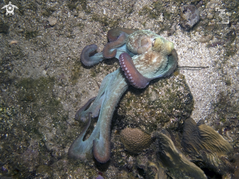 A Octopus briareus | Caribbean Reef Octopus