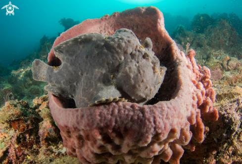 A Giant frogfish