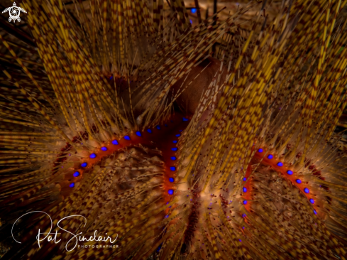 A sea urchin