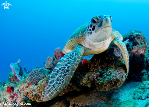 A underwater creature