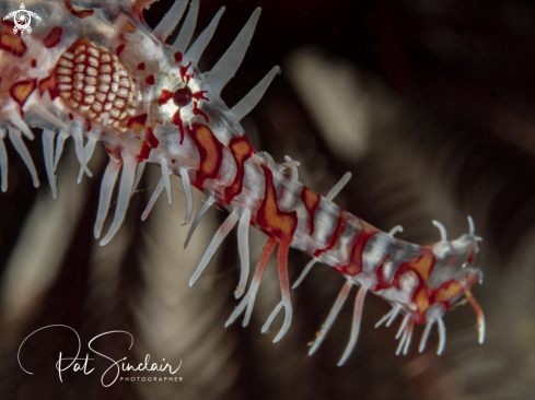 A Ornate Ghost Pipefish