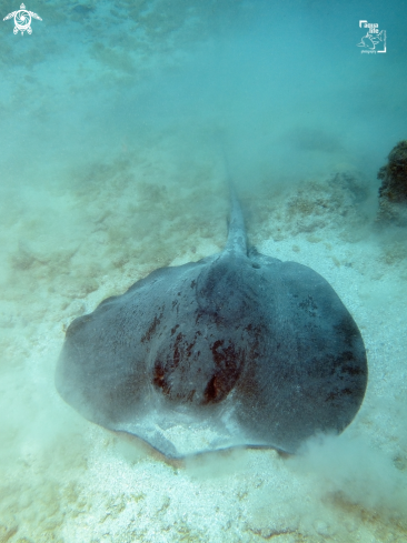 A Caribbean Whiptail Stingray