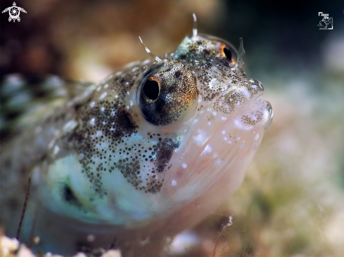 A Emblemaria pandionis | Female Sailfin Blenny