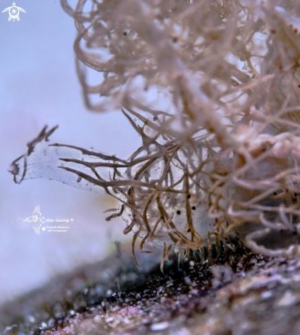 A Melibe Sea Slug - Nudibranch