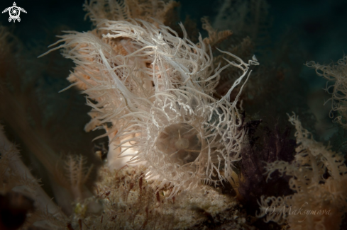 A Nudibranch Melibe colemani  