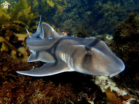 A Heterodontus portusjacksoni | Port Jackson shark