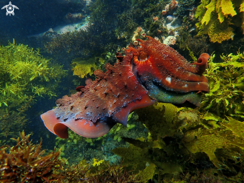 A Australian giant cuttlefish