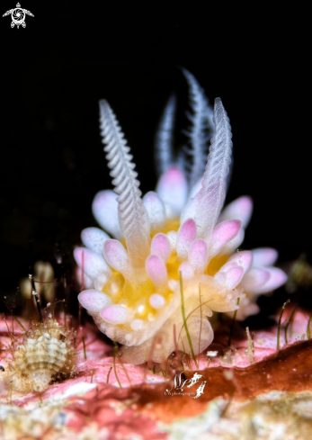 A Bubble gum nudibranch 