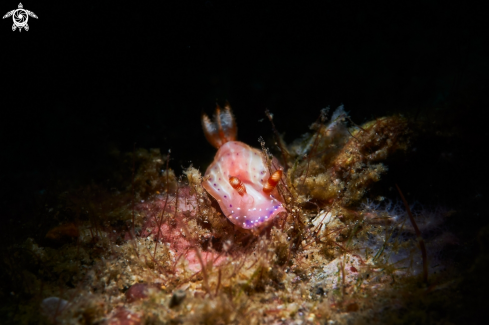 A NUDIBRANCH