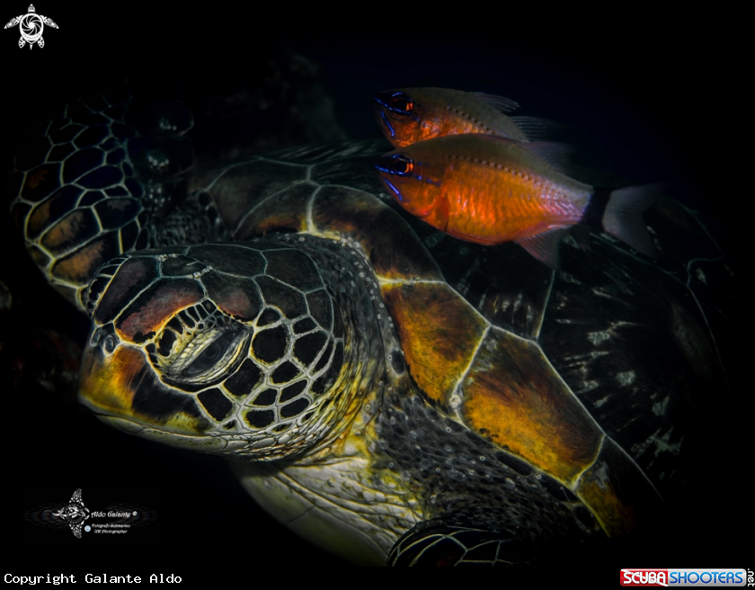 A Green Turtle and Ring Tailed Cardinal Fish