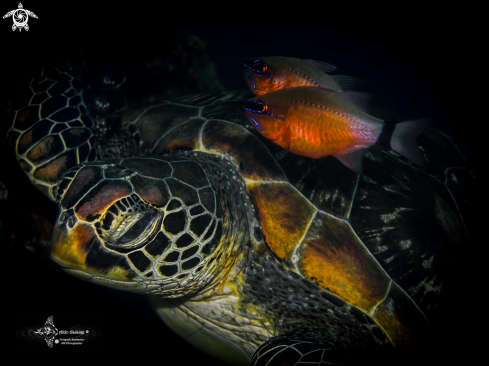 A Green Turtle and Ring Tailed Cardinal Fish