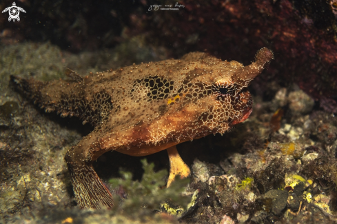 A Ogcocephalus radiatus | Batfish