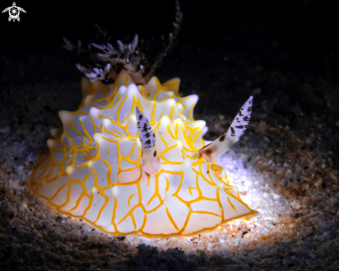 A Gold Lace nudibranch