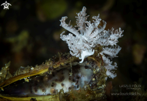 A Nudibranch