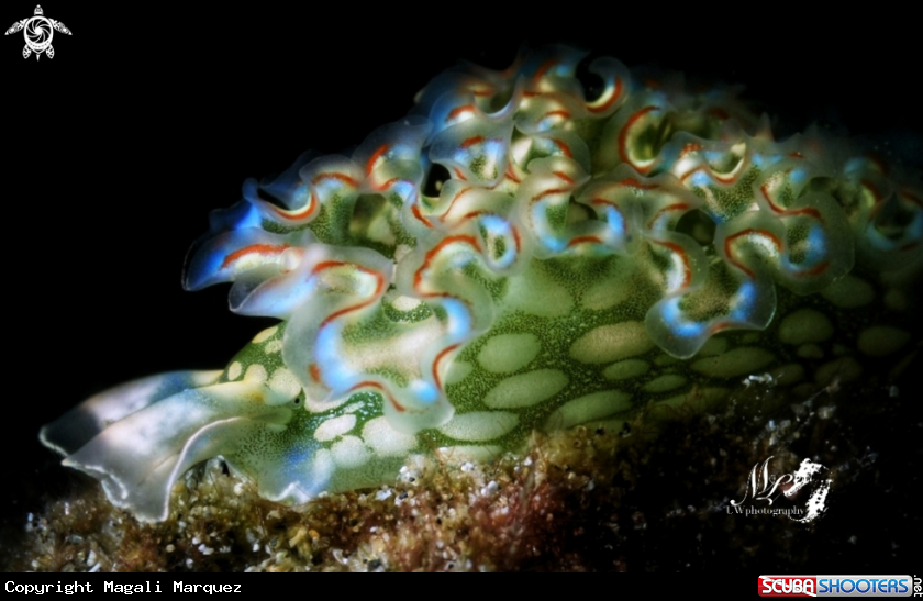 A Lettuce nudibranch 