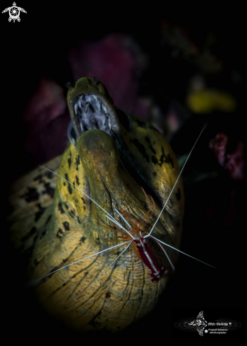 A Moray Eel and Shrimp