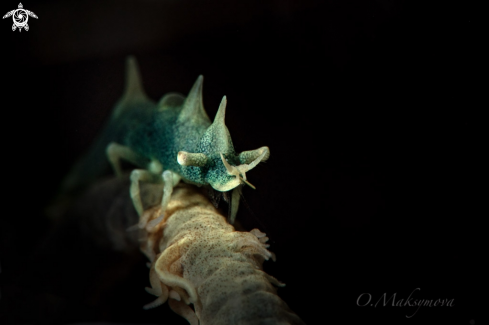 A Dragon shrimp (Miropandalus hardingi)