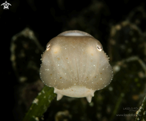 A Baby Squid 