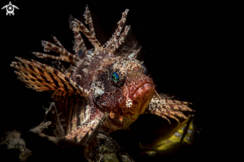 A Shortfin lionfish