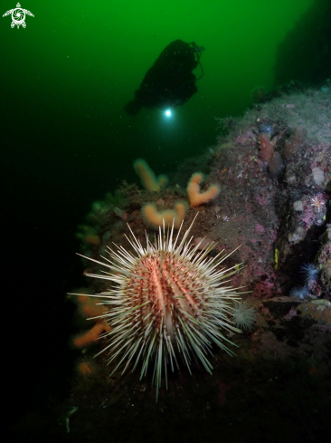 A Sea urchin & diver
