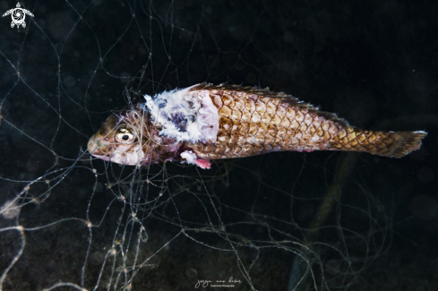 A Nicholsina usta | Emerald parrotfish