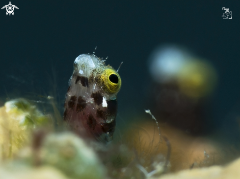 A Acanthemblemaria spinosa | Spinyhead Blenny