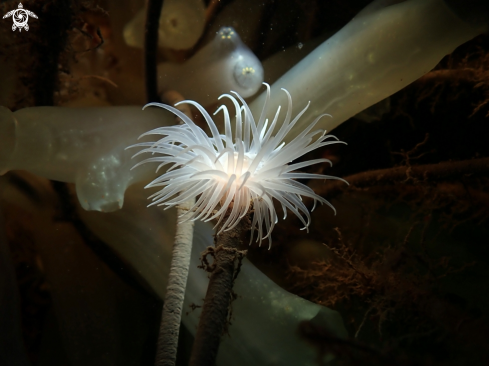 A Sealoch anemone