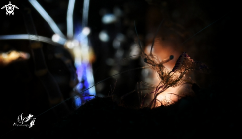 A Ancylomenes pedersoni | Pederson cleaner Shrimp