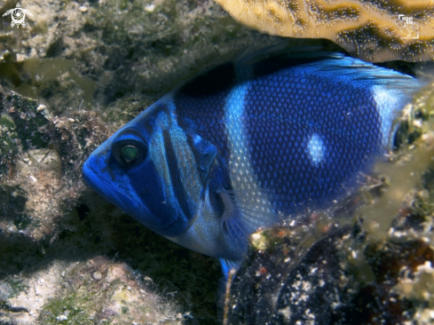 A Indigo Hamlet