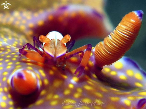 A Ceratosoma tenue with Zenopontonia rex | Emperor Shrimp on a nudibranch