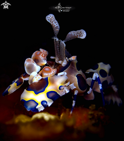 A Hymenocera picta (Dana, 1852) | Harlequin Shrimp