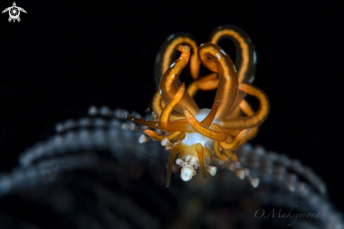 A Nudibranch Trinchesia acinosa     