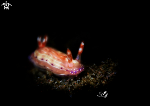 A Hipselodoris maculosa  | Hipselodoris maculosa 