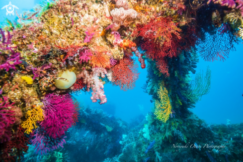 A the Gorgonian sea fan