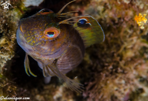 A underwater creature