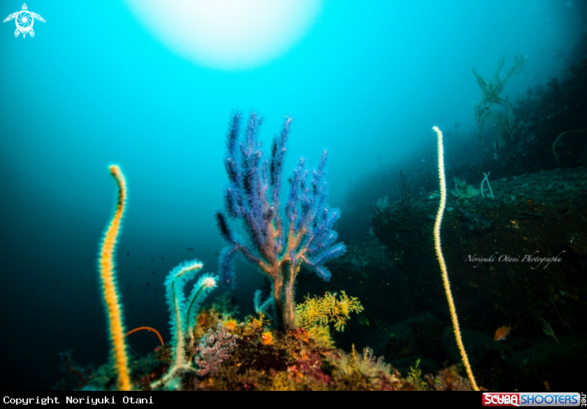 A Gorgonian Sea Whip and Sunlight 