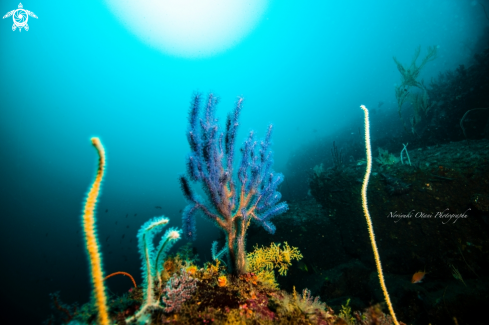 A Gorgonian Sea Whip and Sunlight 