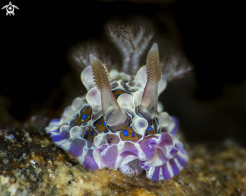 A Dendrodoris denisoni