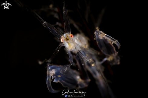 A Caprellidae | Skeleton shrimp